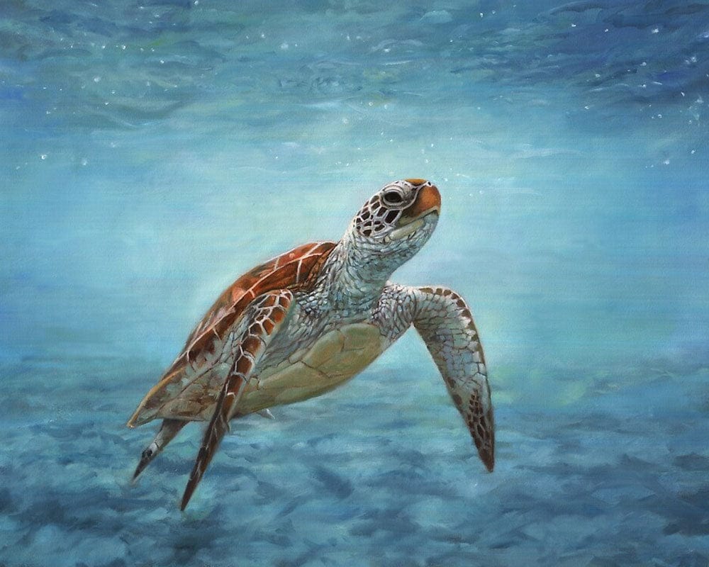 paintingnumberart 16"x20"/40x50cm / Without frame Cute turtle V -Paint by Numbers Kit