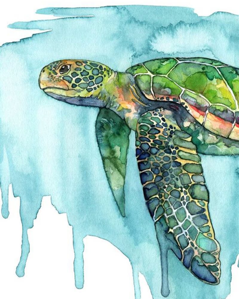 paintingnumberart 16"x20"/40x50cm / Without frame Sad turtle-Paint by Numbers Kit