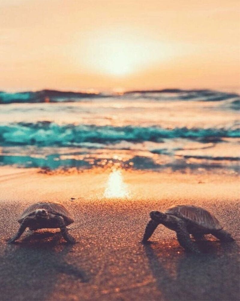 paintingnumberart 16"x20"/40x50cm / Without frame Two turtles by the sea-Paint by Numbers Kit