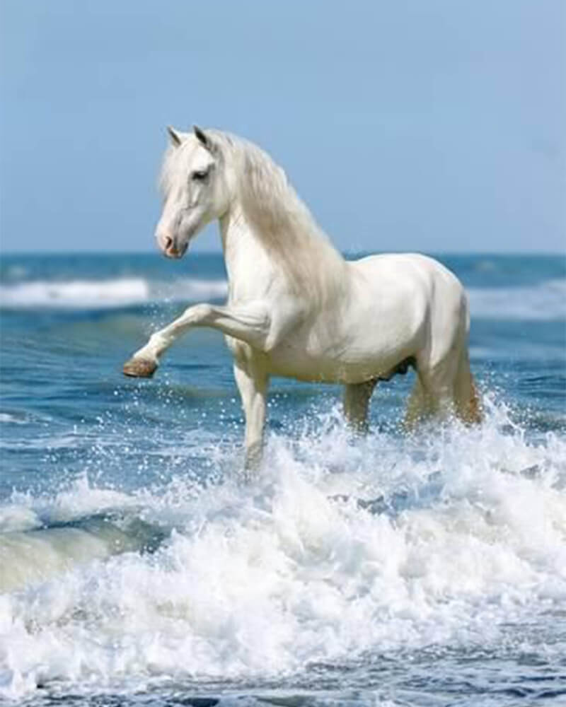 paintingnumberart 16"x20"/40x50cm / Without frame White Horse by the Sea-Paint by Numbers Kit