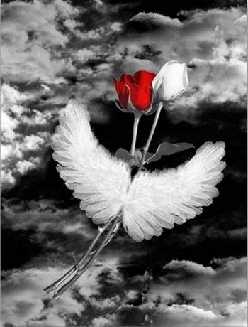 paintingnumberart Angel Wings Roses – Flowers Paint By Number