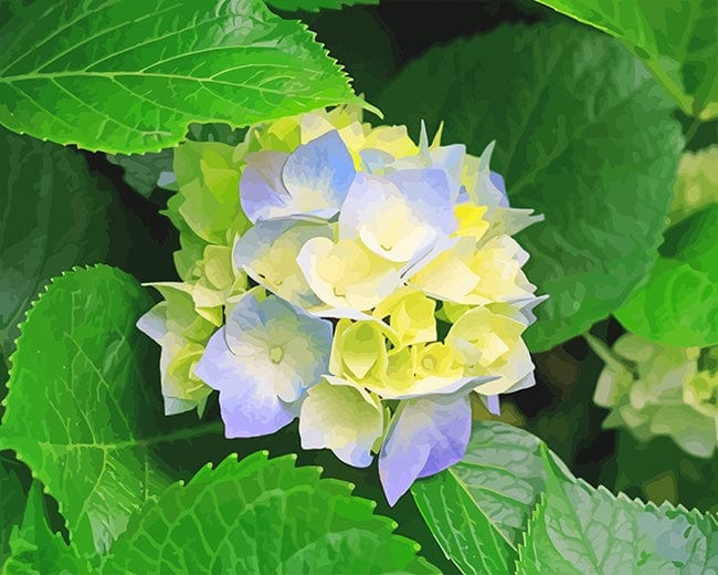 paintingnumberart Beautiful Hydrangeas – NEW Paint By Numbers