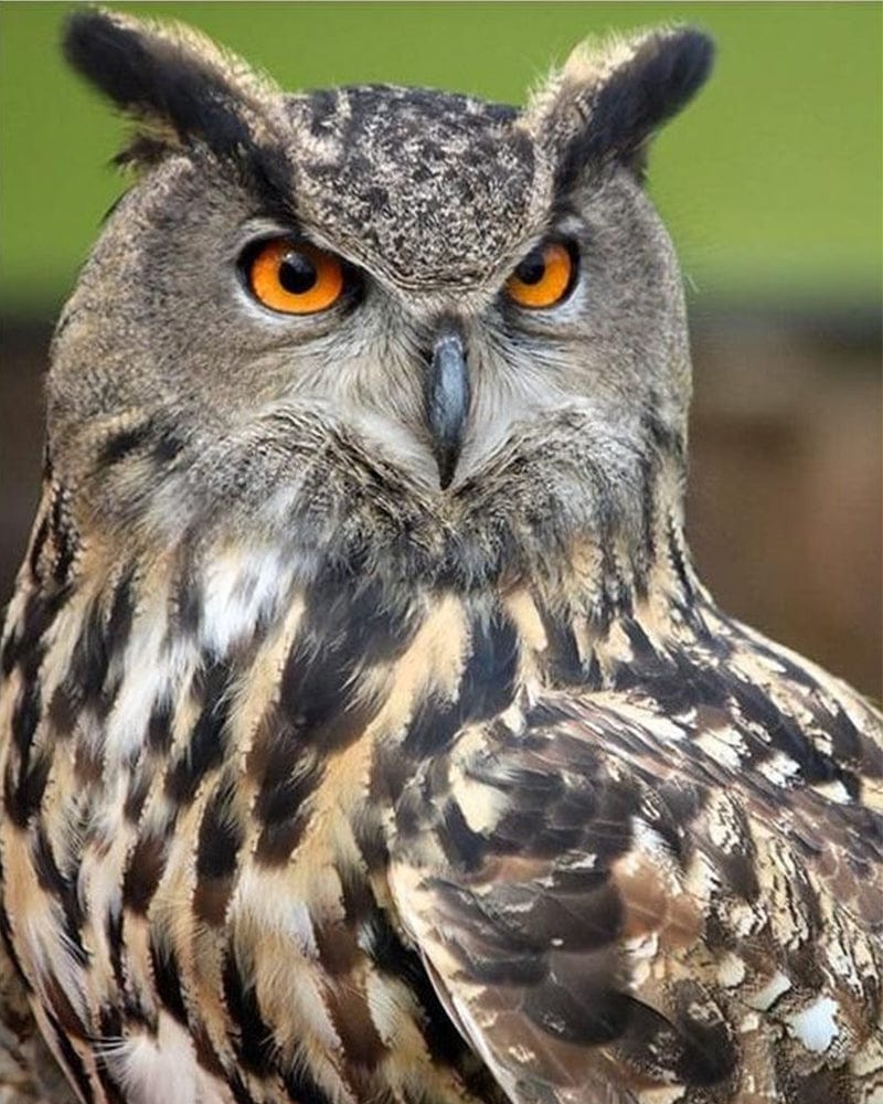 paintingnumberart Big Eyes Owl – Birds Paint By Numbers