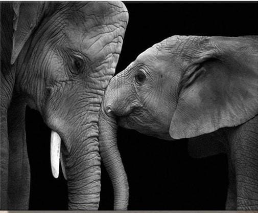 paintingnumberart Black and White Elephants – Animals Paint By Number