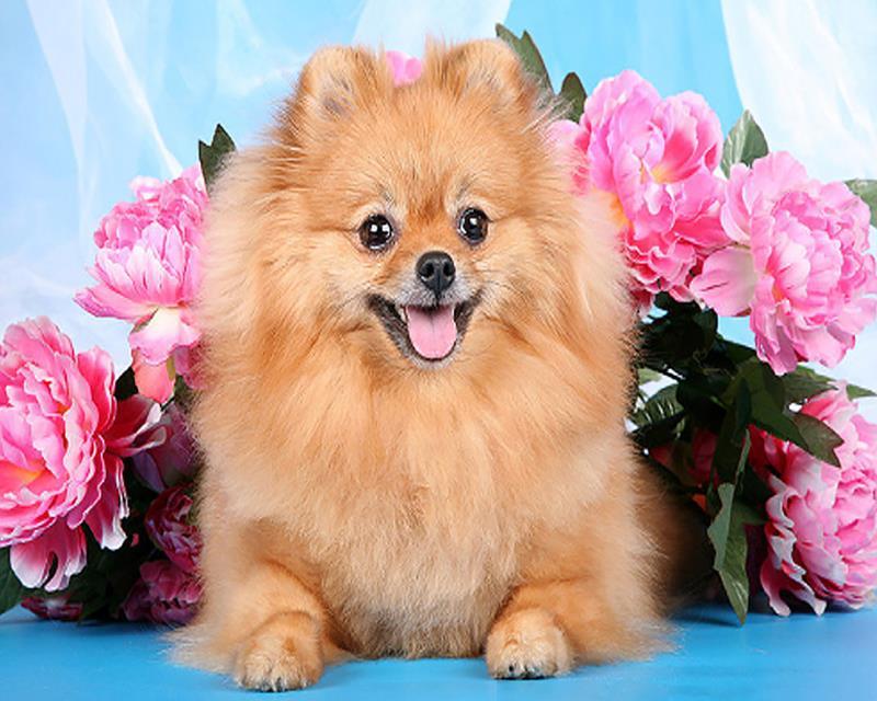 paintingnumberart Brown Dog Pomeranian – Animals Paint By Number