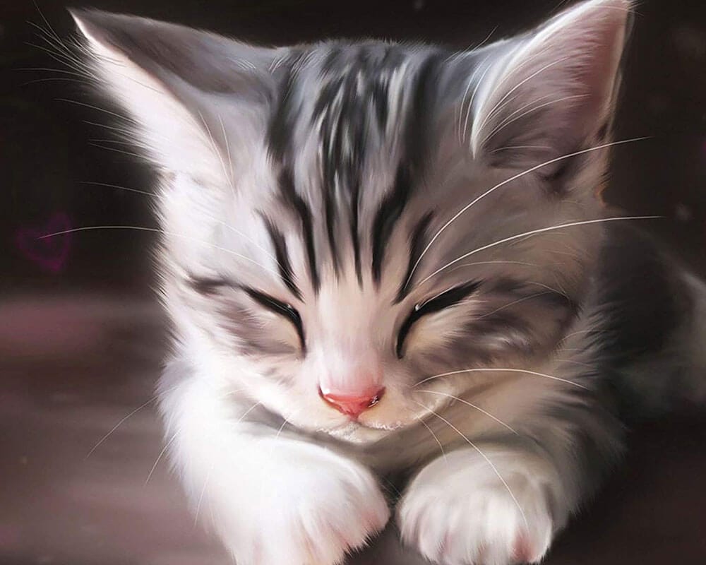 paintingnumberart Cat Nap-Paint by Numbers Kit