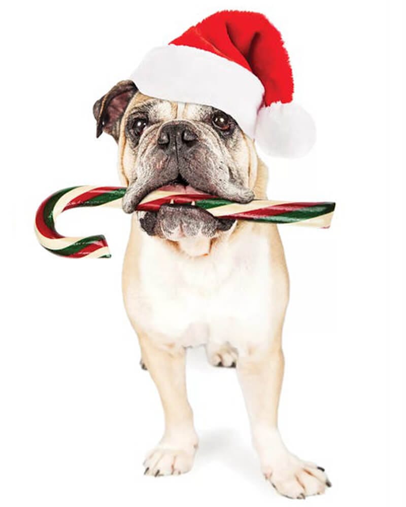 paintingnumberart Christmas Bulldog Eating Candy CaneⅡ-Paint by Numbers Kit