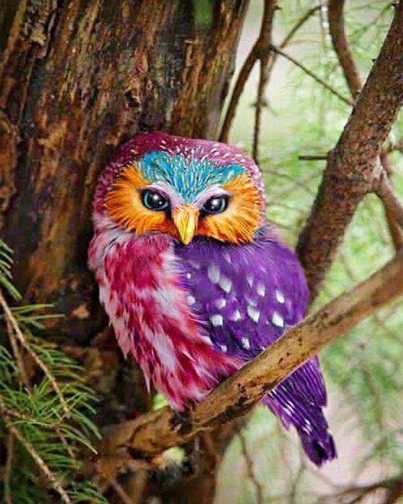 paintingnumberart Colorful Beautiful Owl – Birds Paint By Number