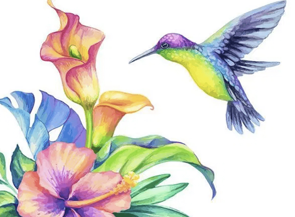 paintingnumberart Colourful Humming Bird – Birds Paint By Number