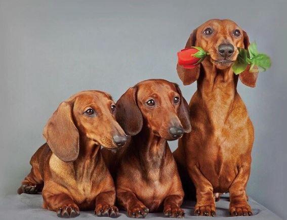 paintingnumberart Cute Dachshund Dogs – Animals Paint By Number