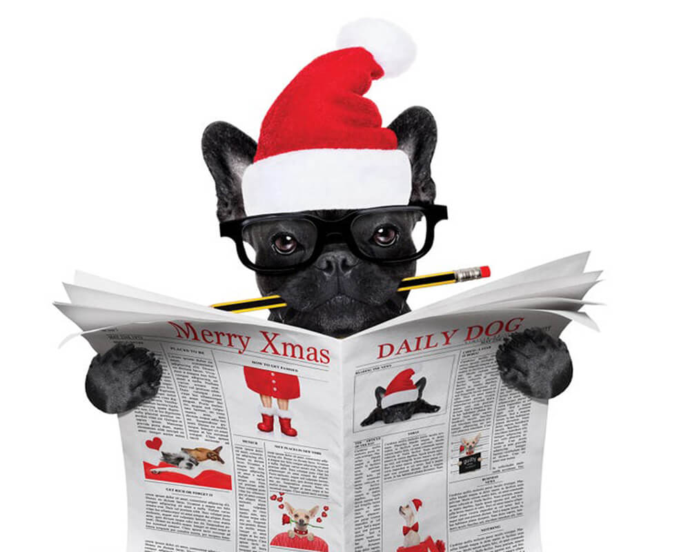 paintingnumberart Dog Reading Newspaper Ⅱ -Paint by Numbers Kit