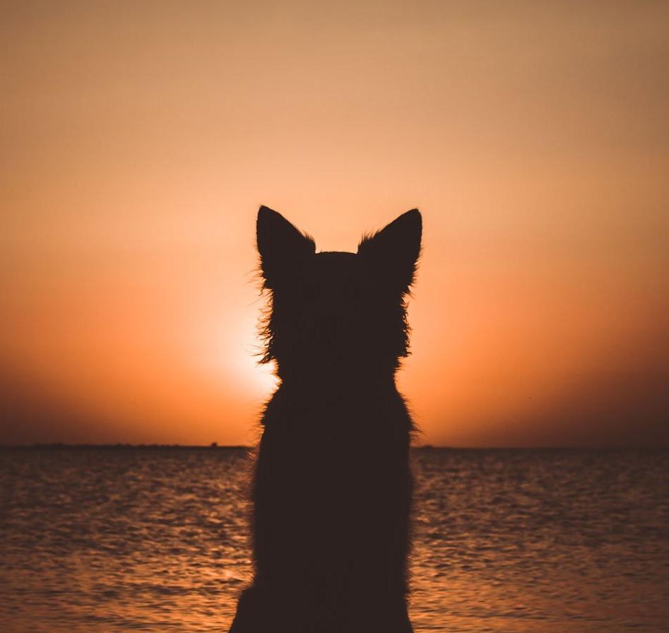 paintingnumberart Dog Watching Sunset – Animals Paint By Number