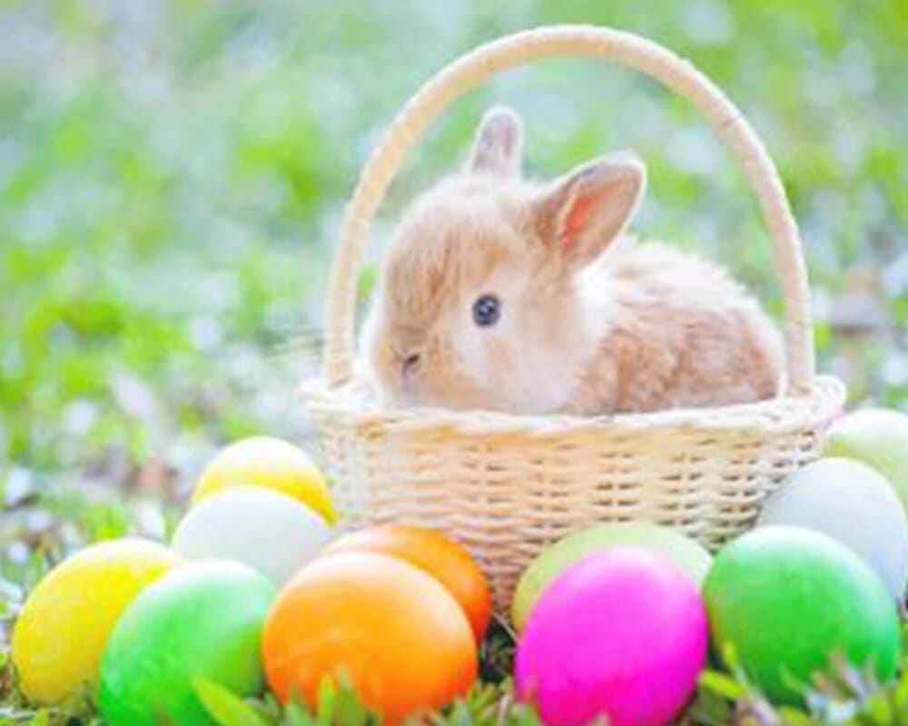 paintingnumberart Easter Eggs And Bunny – Paint By Numbers Kit