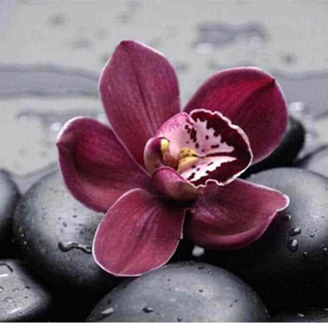 paintingnumberart Flowers on The Stone – Flowers Paint By Number