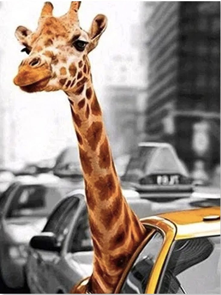 paintingnumberart Giraffe in Taxi – Animals Paint By Number