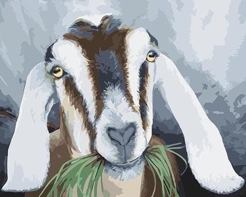 paintingnumberart Goats eat grass – Animals Paint By Number