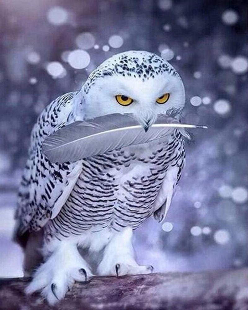 paintingnumberart Grey owl – Birds Paint By Number
