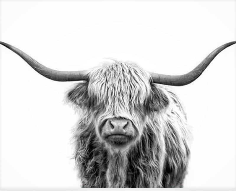 paintingnumberart Highland Cow – Animals Paint By Number