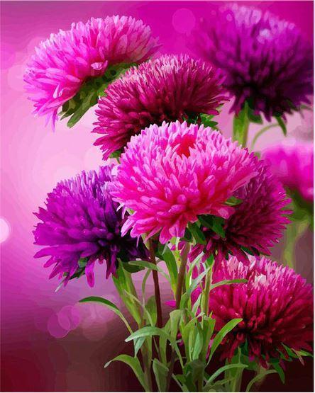 paintingnumberart Hot Pink Aster Flowers – Flowers Paint By Number