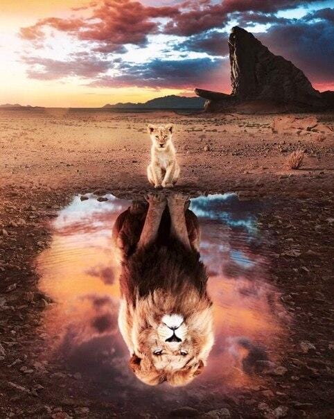 paintingnumberart Lion Idol – Animals Paint By Number