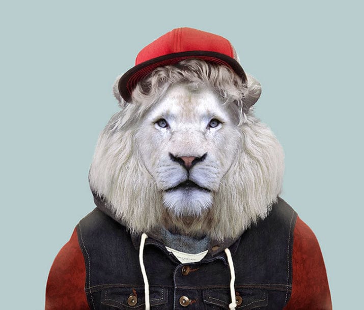 paintingnumberart lion in hat– Paint By Number