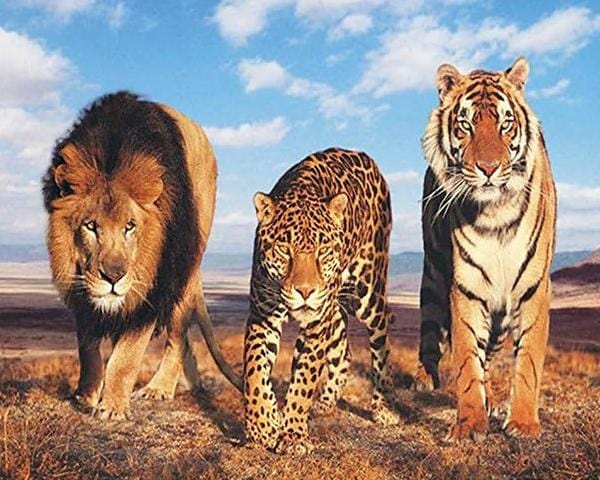 paintingnumberart Lion Leopard And Tiger – Animals Paint By Number