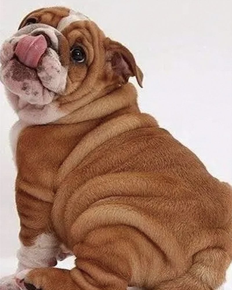 paintingnumberart Mini Bulldogs – Animals Paint By Number