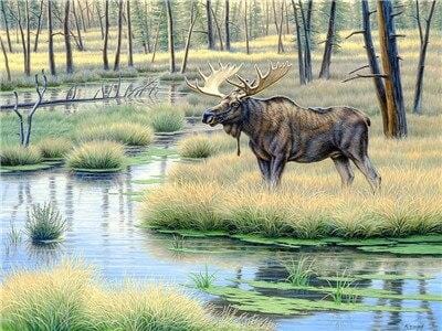 paintingnumberart Moose Country – Animals Paint By Number