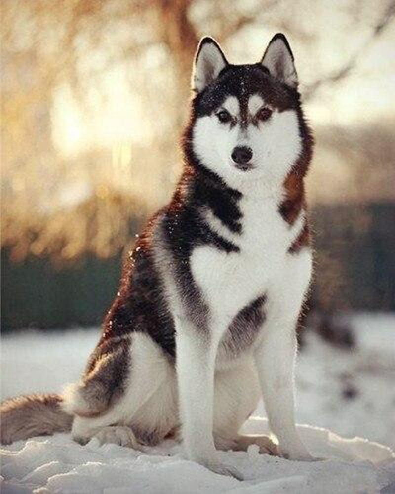 paintingnumberart Paint By Numbers Kit – Adorable Husky Dog