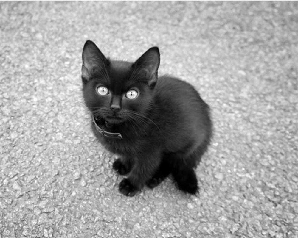paintingnumberart Paint By Numbers Kit – Black And White Kitten