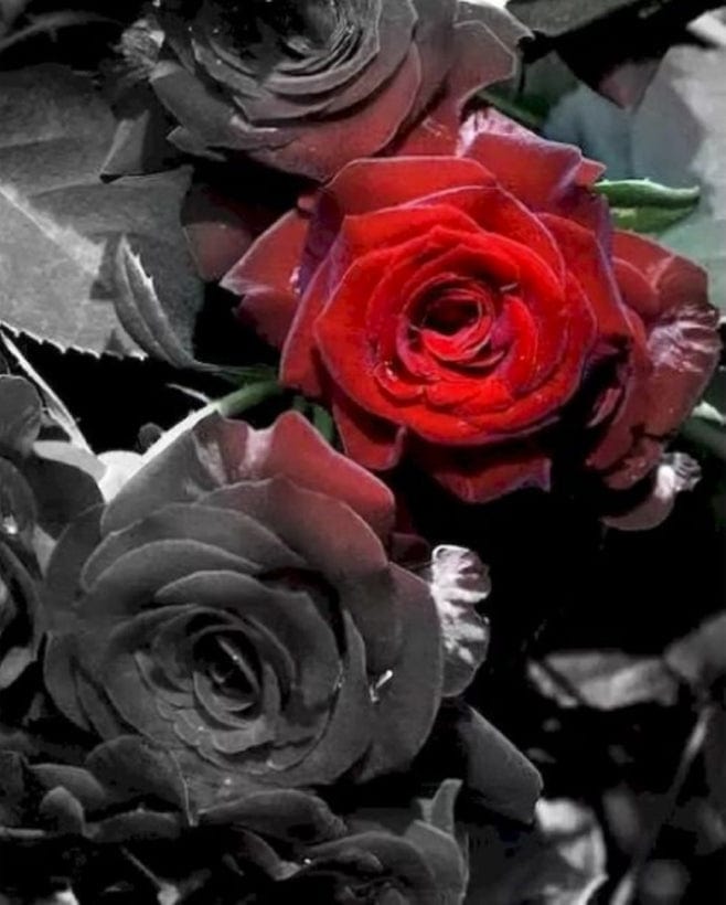paintingnumberart Paint By Numbers Kit – Black and white roses