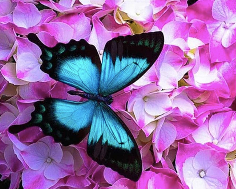 paintingnumberart Paint By Numbers Kit – Blue Butterfly On Roses