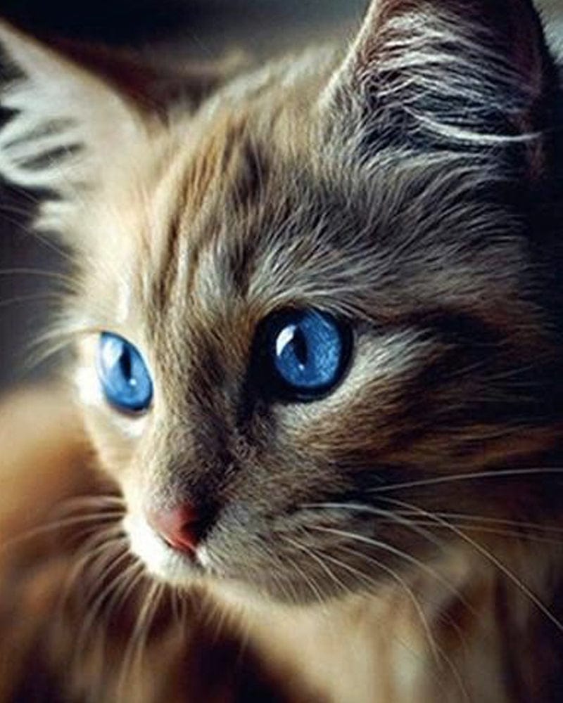 paintingnumberart Paint By Numbers Kit – Blue Eyed Cat