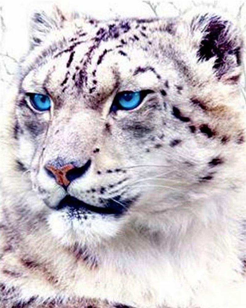 paintingnumberart Paint By Numbers Kit – Blue Eyes Tiger