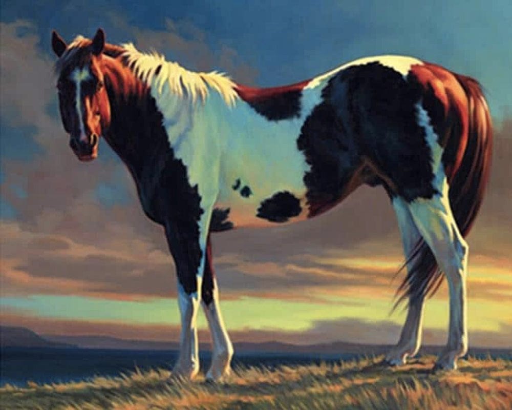 paintingnumberart Paint By Numbers Kit – Bobble Horse