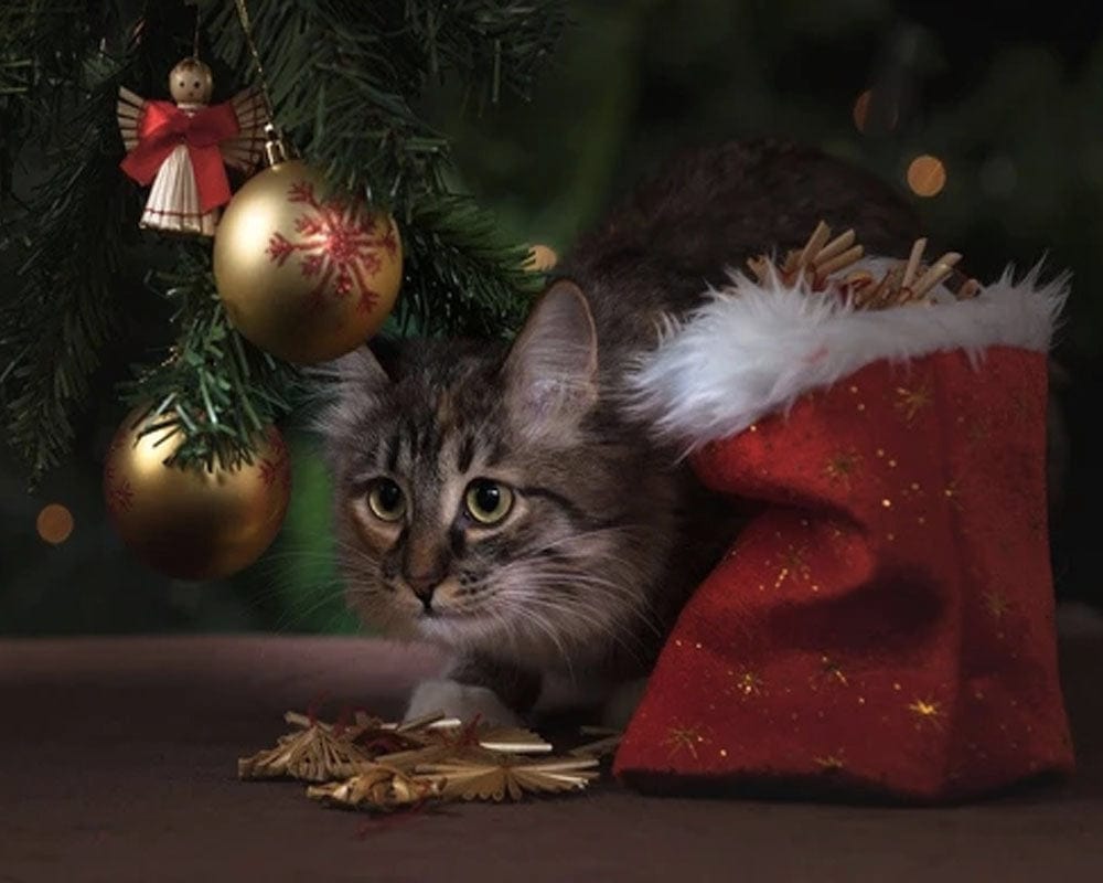 paintingnumberart Paint By Numbers Kit – Christmas Cat2
