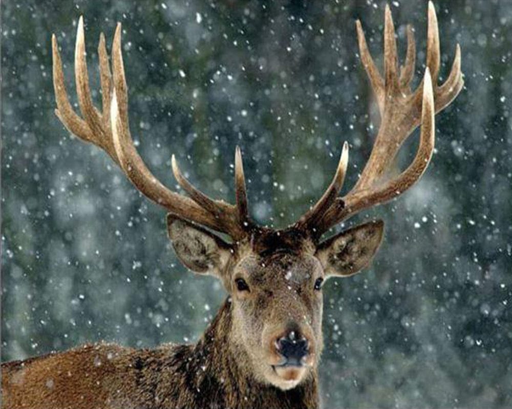 paintingnumberart Paint By Numbers Kit – Christmas Snow Deer