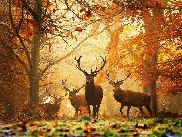 paintingnumberart Paint By Numbers Kit – Deers in Autumn Forest