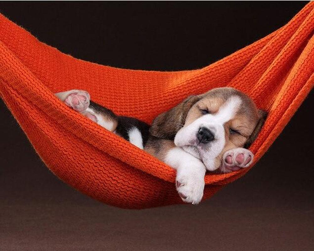 paintingnumberart Paint By Numbers Kit – Dog Sleeping in Hammock