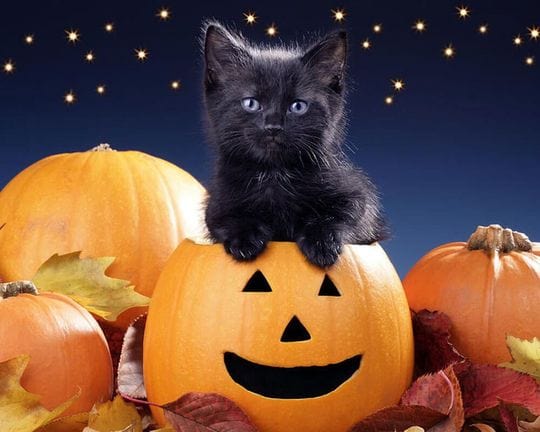 paintingnumberart Paint By Numbers Kit – Halloween Kitten