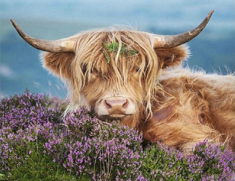 paintingnumberart Paint By Numbers Kit – Highland Cow In The Heather