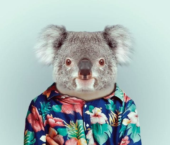 paintingnumberart Paint By Numbers Kit-Koala