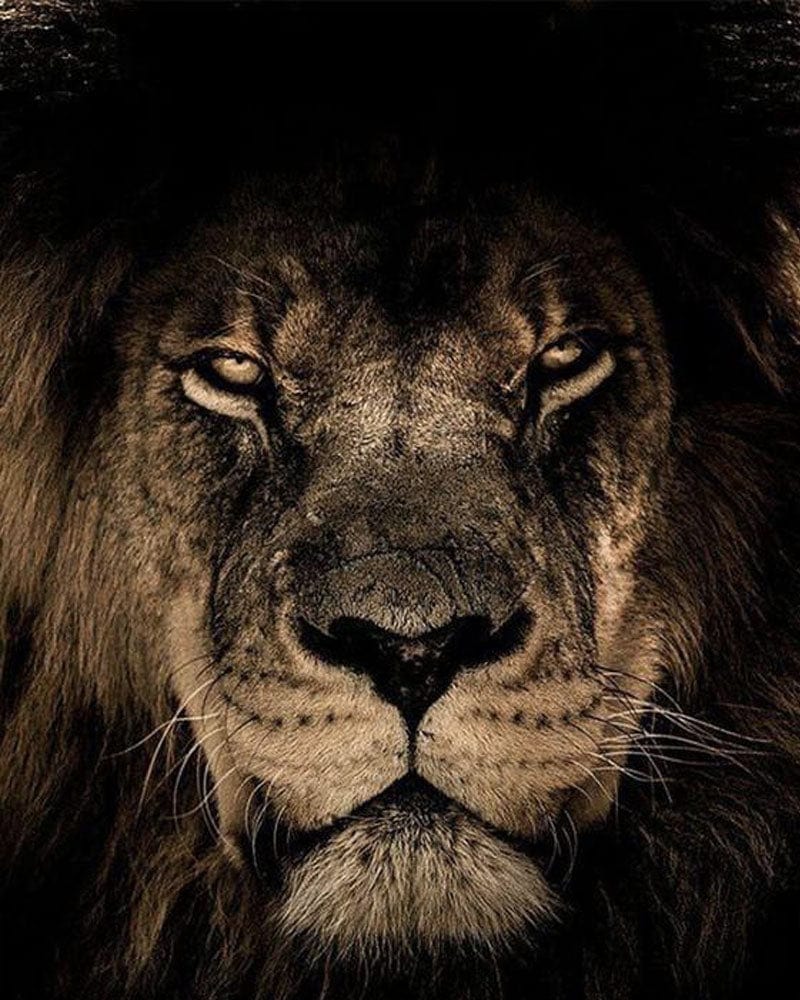 paintingnumberart Paint By Numbers Kit – Lion In Dark