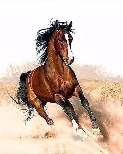 paintingnumberart Paint By Numbers Kit – Mighty Horse Galloping