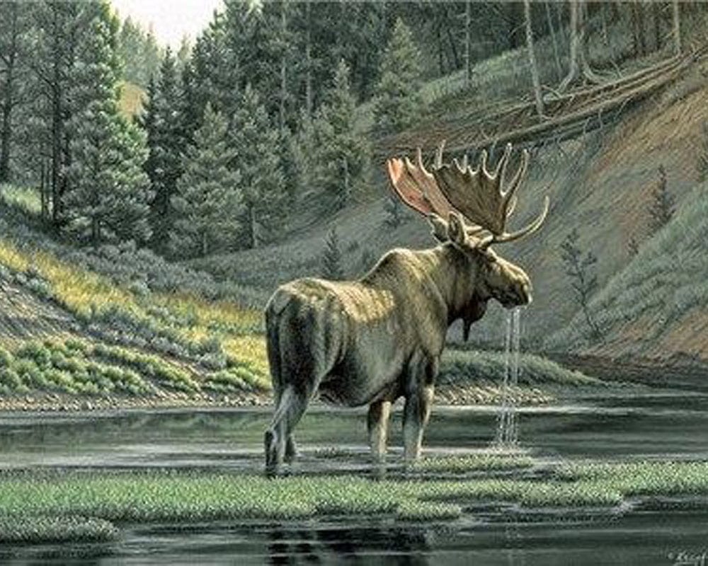 paintingnumberart Paint By Numbers Kit – Moose By a River