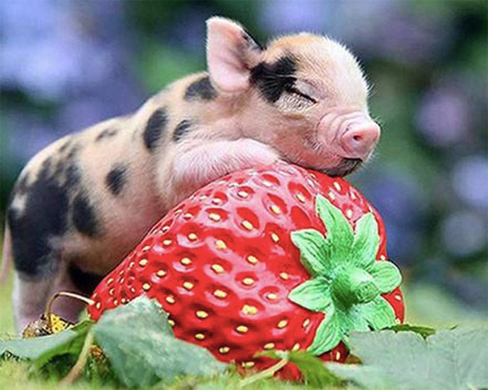 paintingnumberart Paint By Numbers Kit – Pig on Strawberries