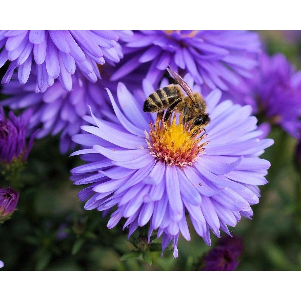 paintingnumberart Paint by Numbers Kit –  Purple Bumblebee