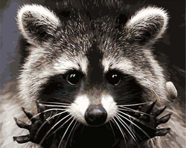paintingnumberart Paint By Numbers Kit – Raccoons of Costa Rica