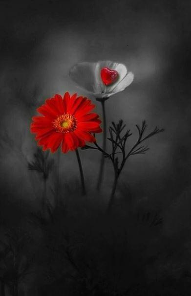 paintingnumberart Paint By Numbers Kit – Red and White Flowers In Dark