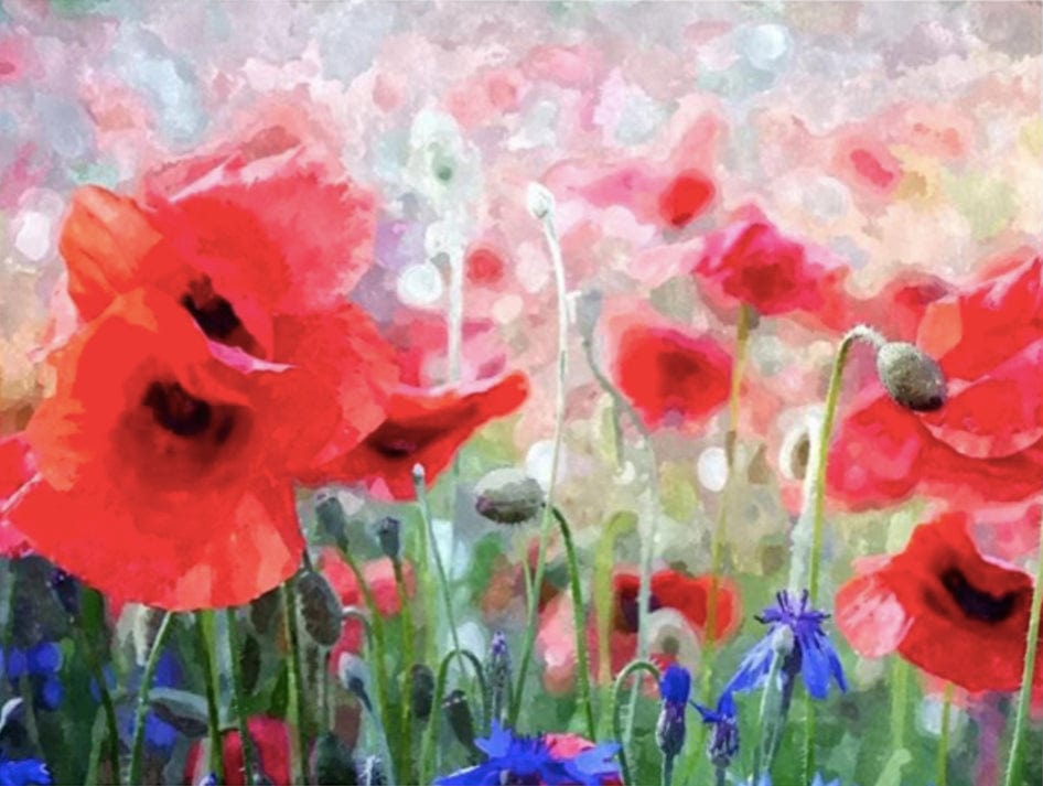 paintingnumberart Paint By Numbers Kit – Red Poppies and Blue Cornflowers